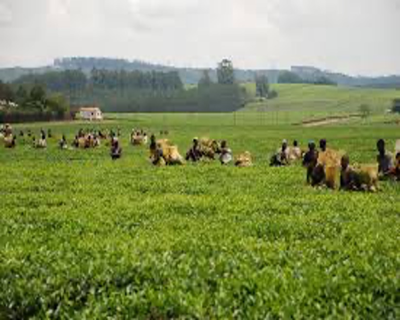 Students plucking tea using shears in 2012.  C. Sigauke, &ldquo;The Collapse and Socio-economic impact of the &ldquo;Earn and Learn&rdquo; Programme in Tanganda Tea Estates, Chipinge District&rdquo; 